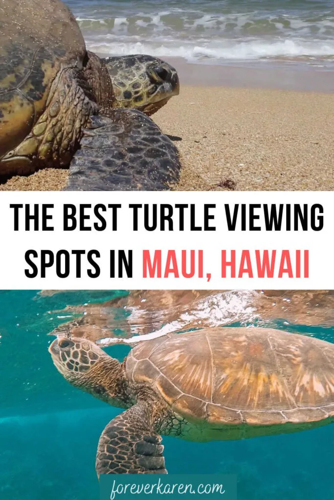 Two sea turtles in Maui; one on a beach and the other in the ocean