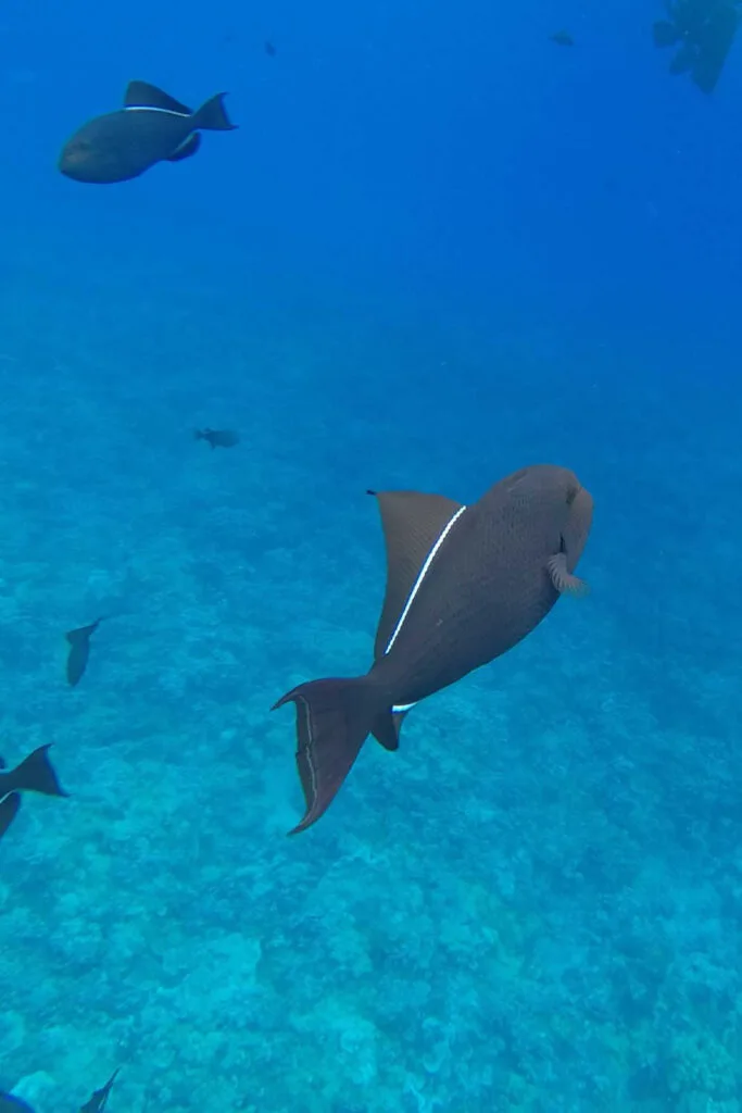 Black Triggerfish at Molokini Crater