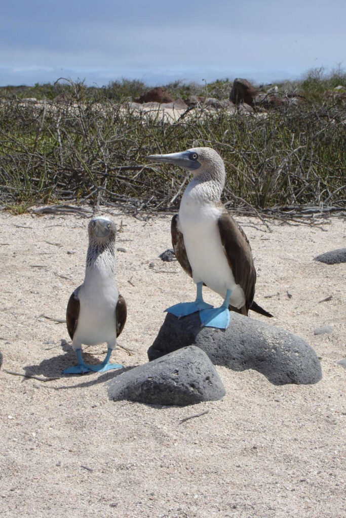 Blue Footed Boobies in the Galapagos Islands