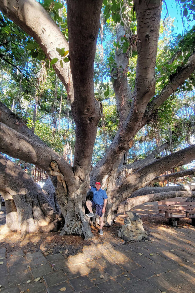 Giant banyan tree in Lahaina Banyan Court