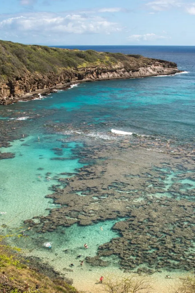 Lots of coral reef in Hanauma Bay, Oahu