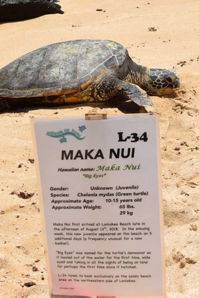Green Sea Turtle on Laniakea Beach on Oahu