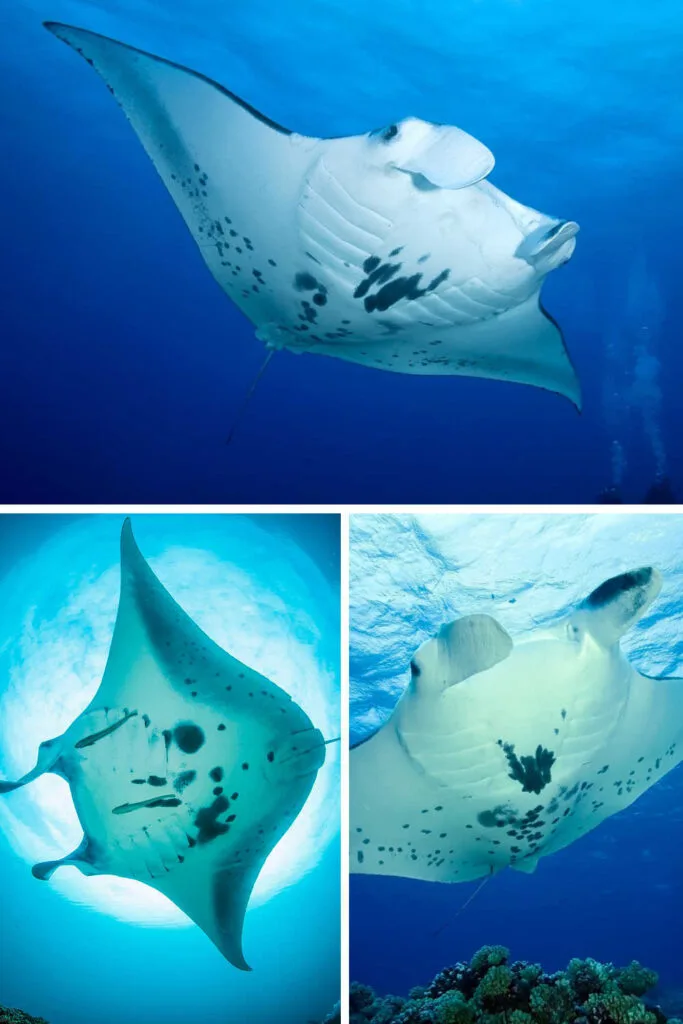 Manta ray markings