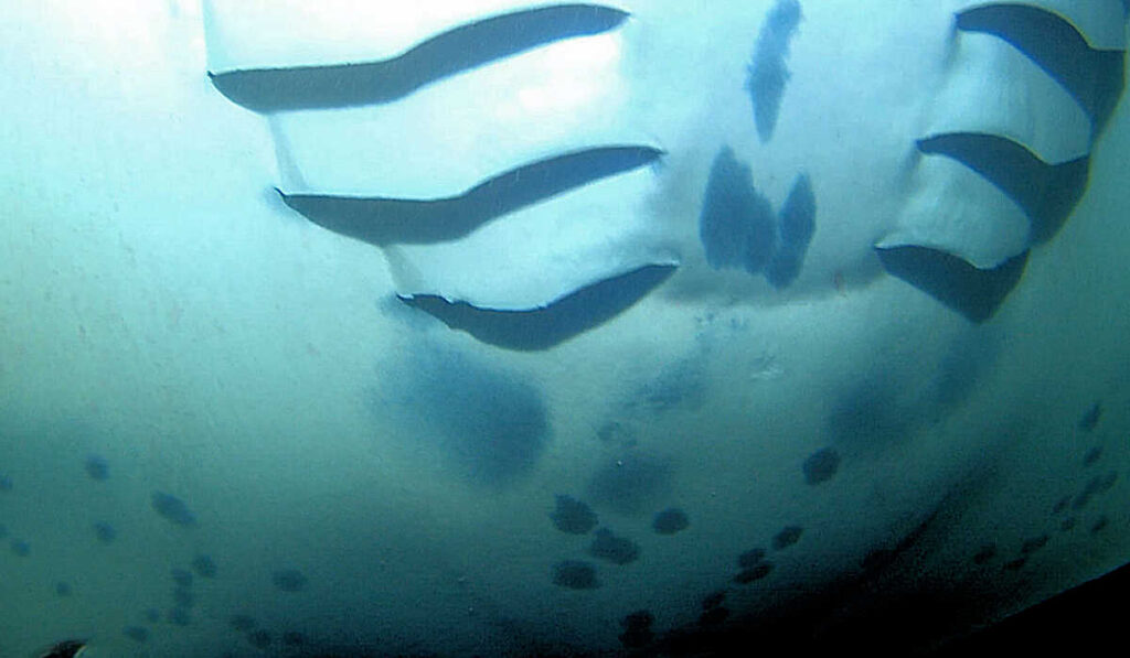 Under belly marking on a giant manta ray in Kona, Hawaii