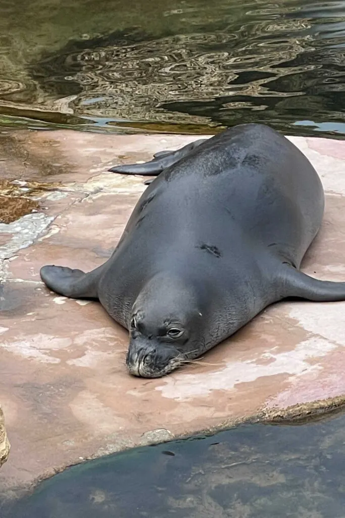 Monk Seal at Sea Life Park