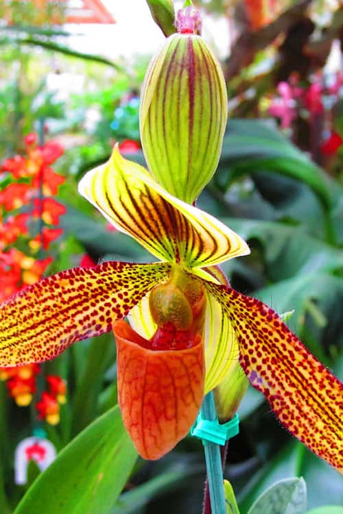 Orchid at Akatsuka Orchids Gardens