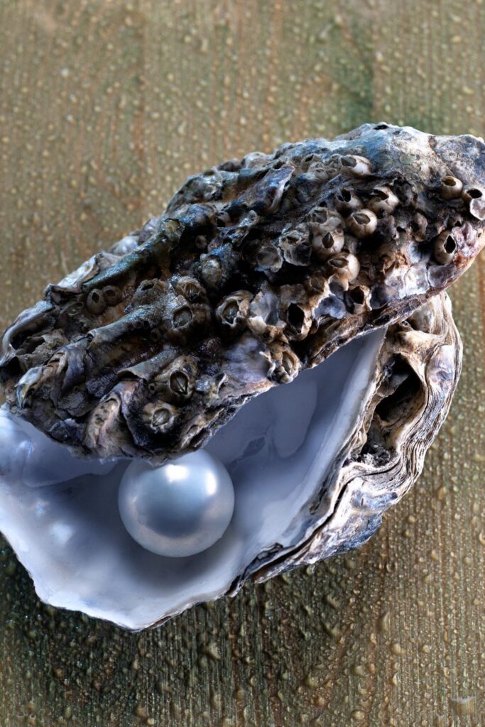 A freshwater pearl