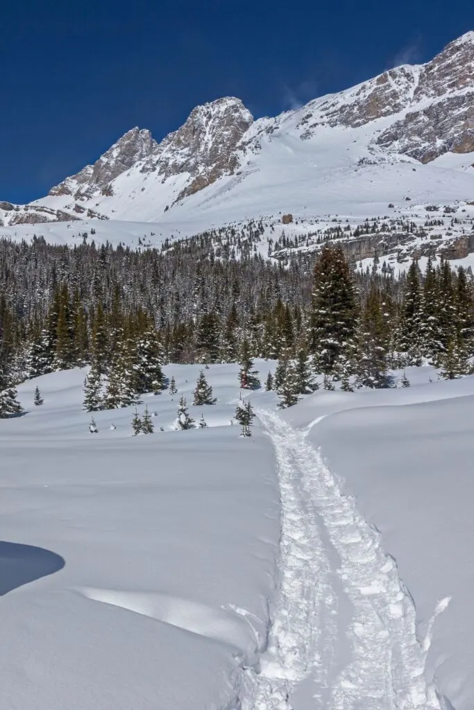 Snowshoe tracks in Banff National Park