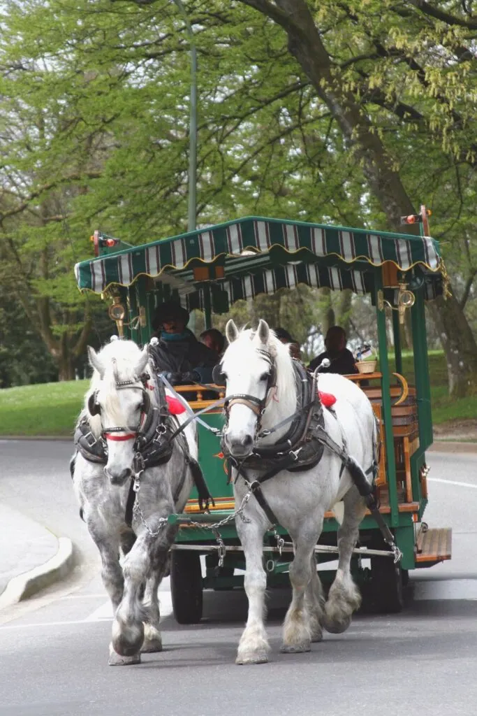 Stanley Park horse-drawn carriage