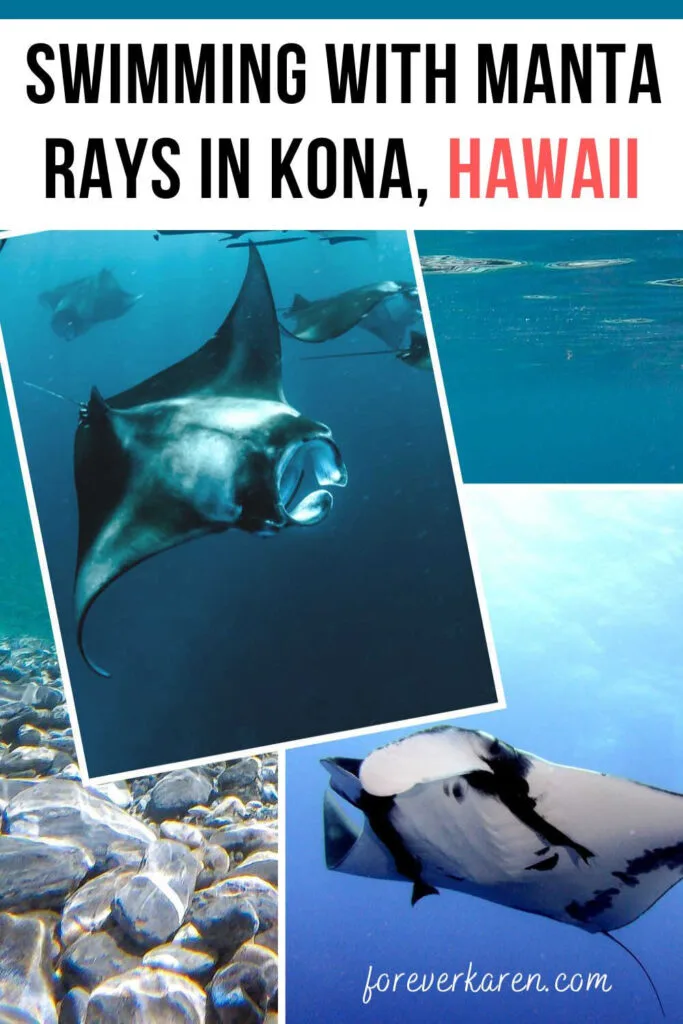 Giant manta rays swimming in the ocean