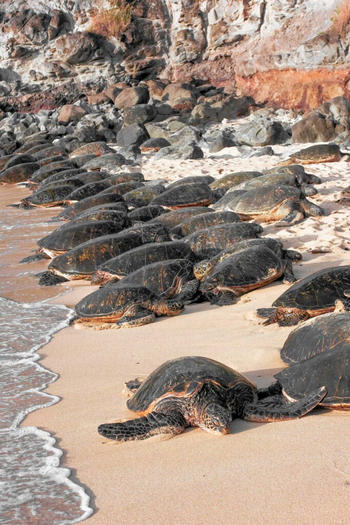Turtles at Ho'okipa Beach Park, Maui