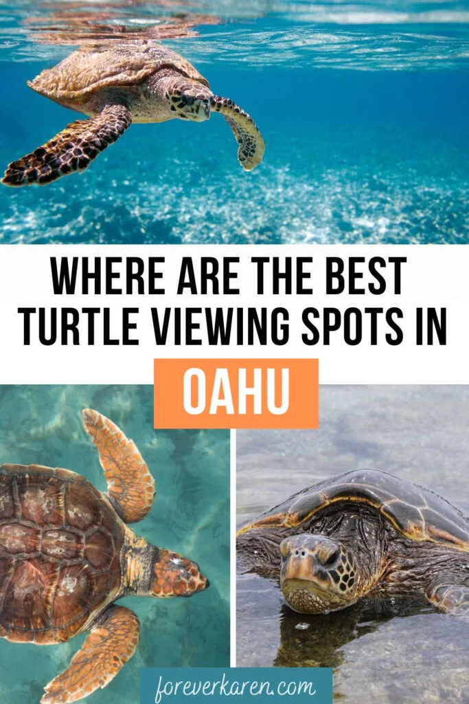 Sea turtles in the ocean, in Oahu, Hawaii