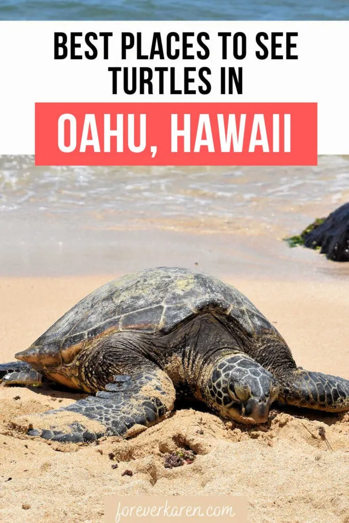 A Hawaiian Green Sea Turtle on a beach in Oahu
