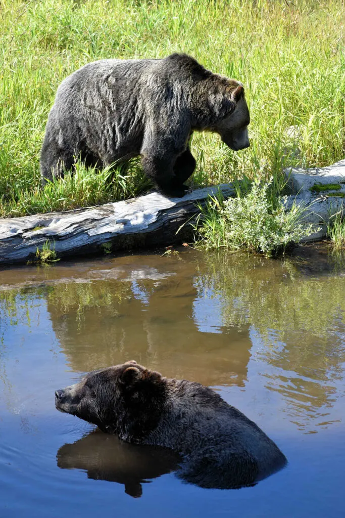 Two orphaned grizzly bears on Grouse Mountain