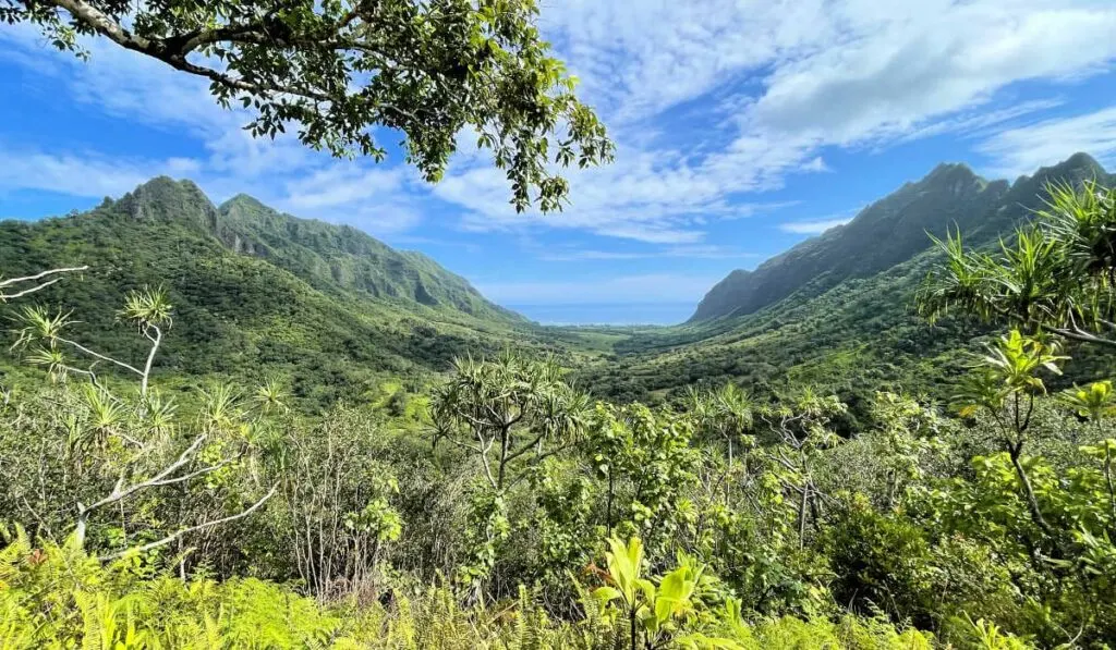 Views from the top of the mountain on Kualoa Ranch's Jurassic Jungle Expedition tour