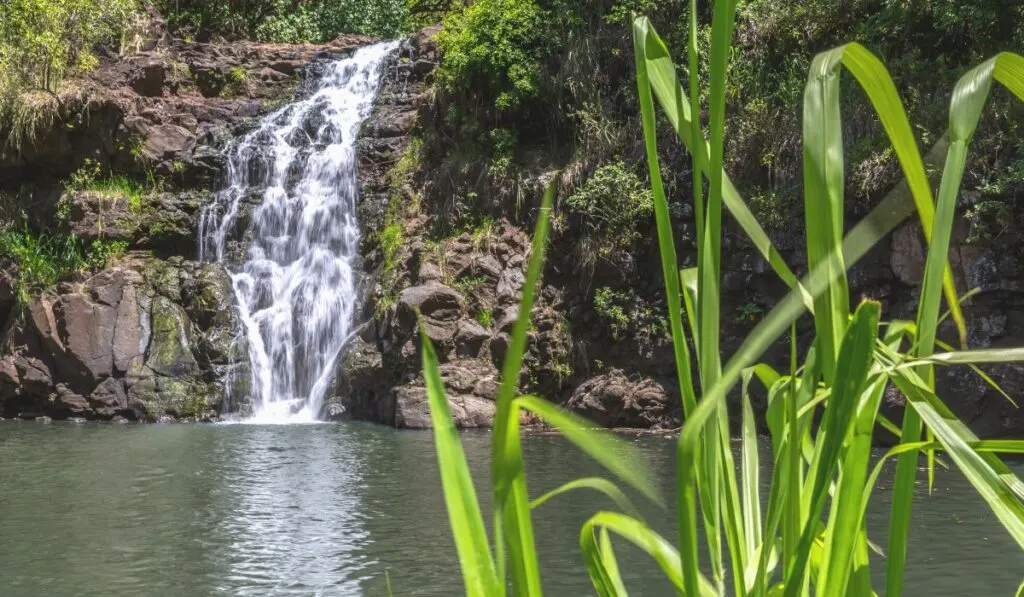 Waimea Falls on the North Shore of Oahu