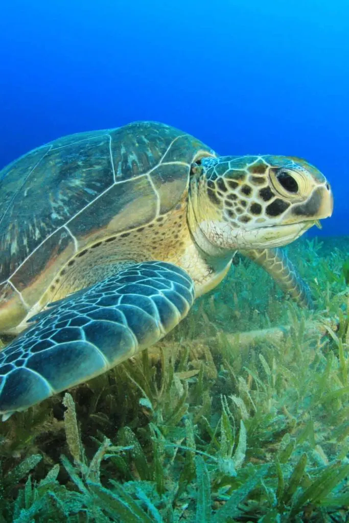 A Loggerhead sea turtle