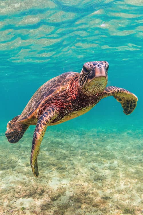 A sea turtle in the ocean