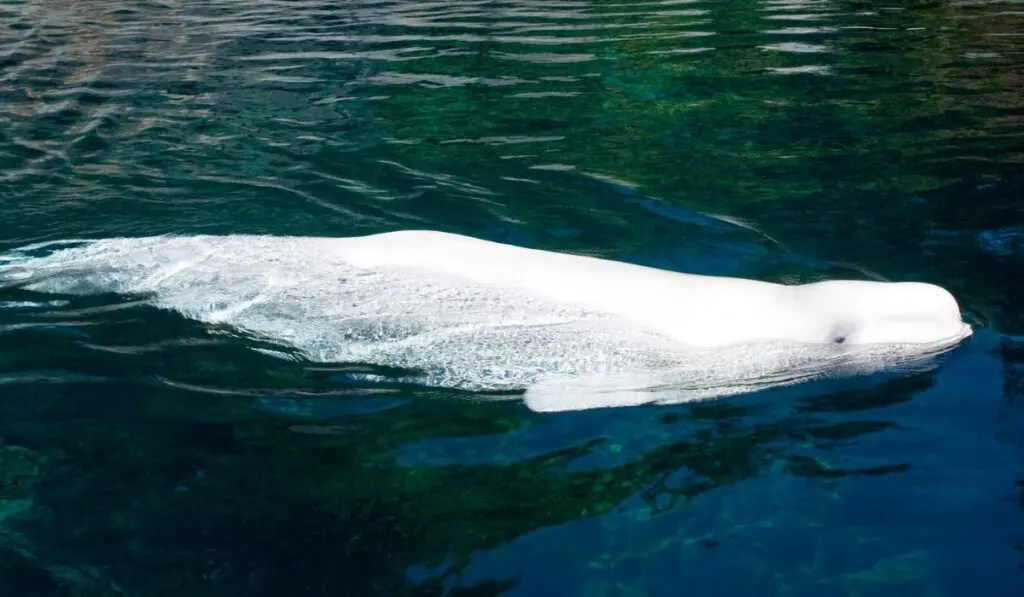 Beluga whale in Alaskan waters