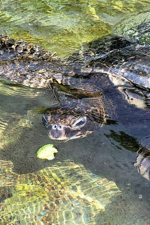 Feeding a turtle broccoli at Sea Life Park, Oahu