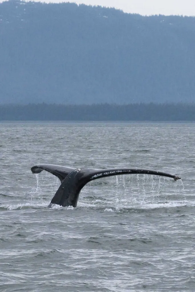 Humpback whale in Juneau, Alaska
