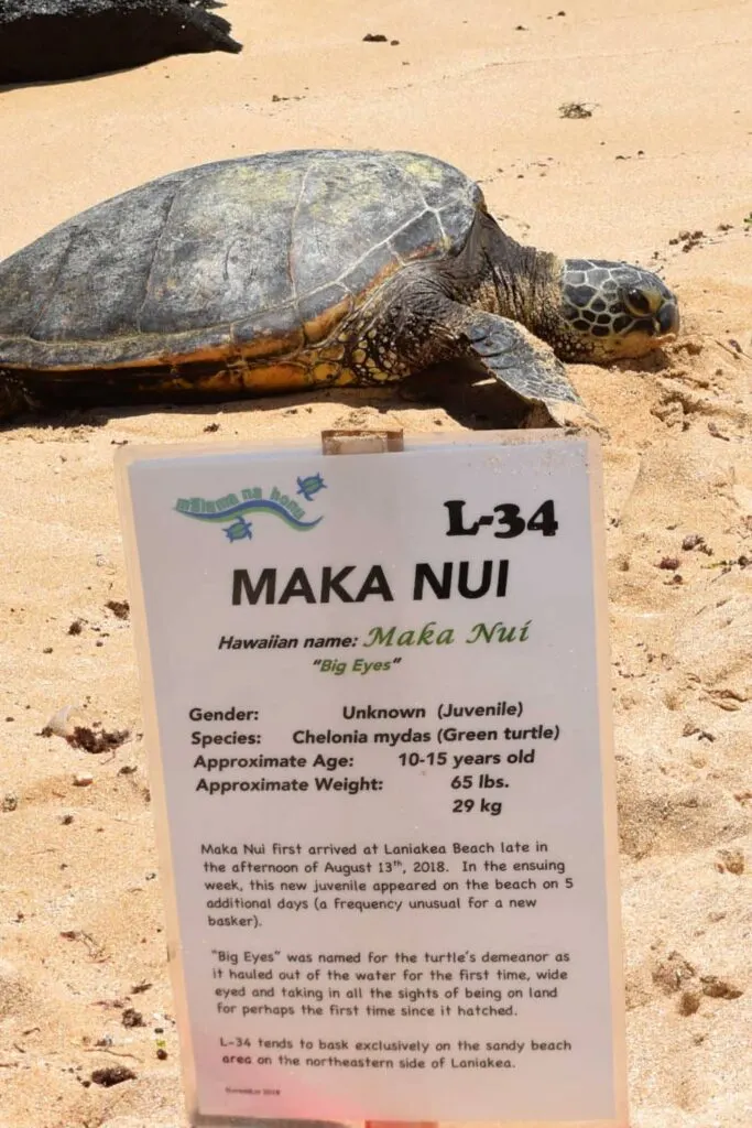 Maka Nui Green Sea Turtle on Laniakea Beach on Oahu