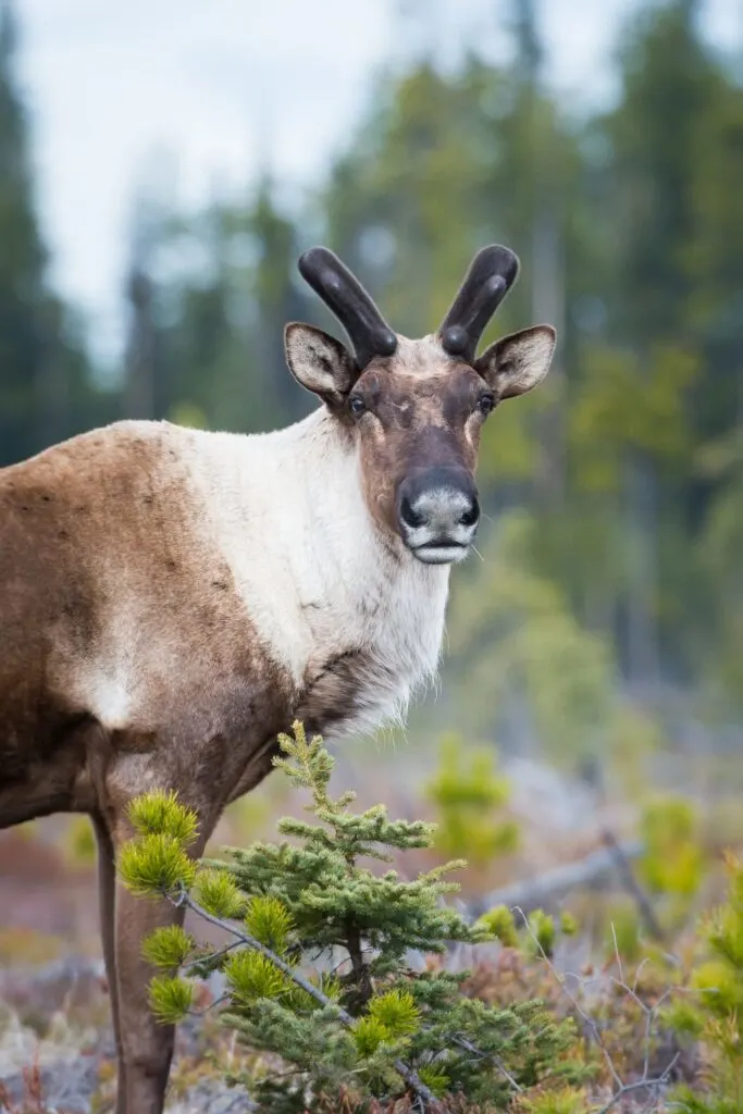 Young caribou in Anchorage, Alaska