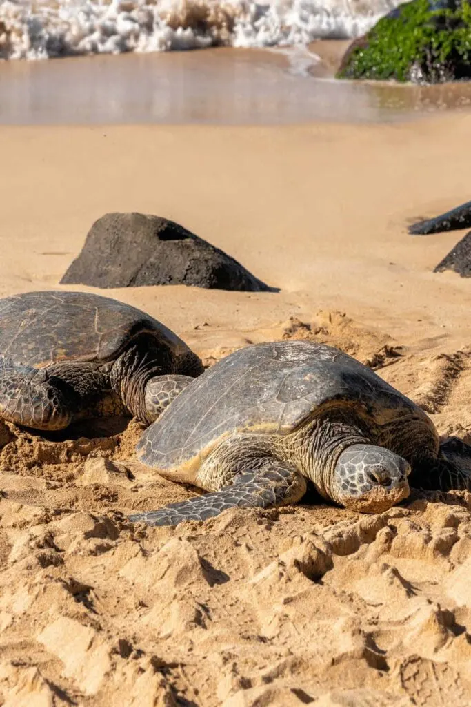 turtles on the Laniakea beach on north shore of Oahu