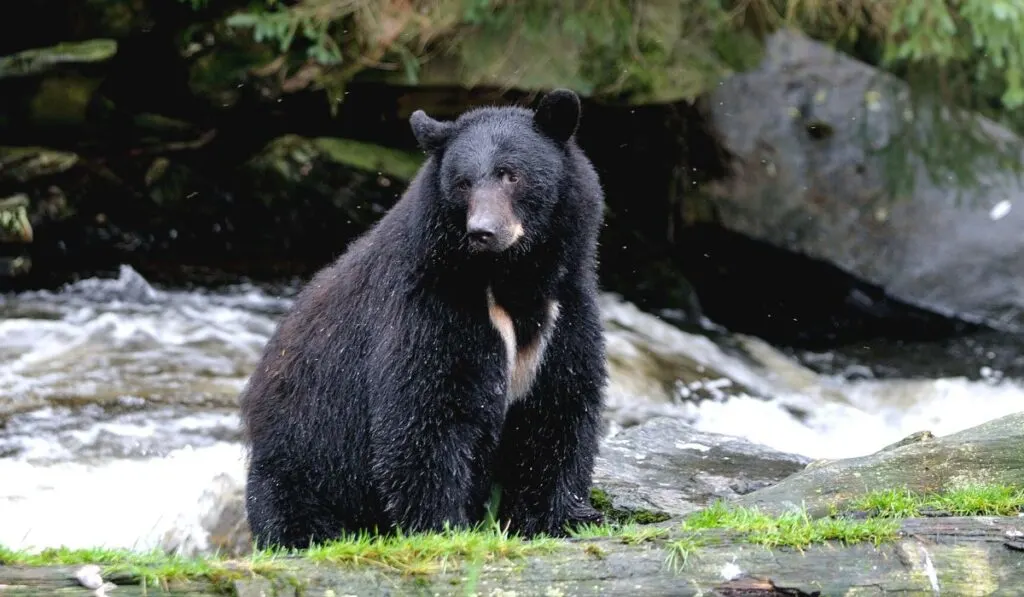 A black bear fishing for salmon