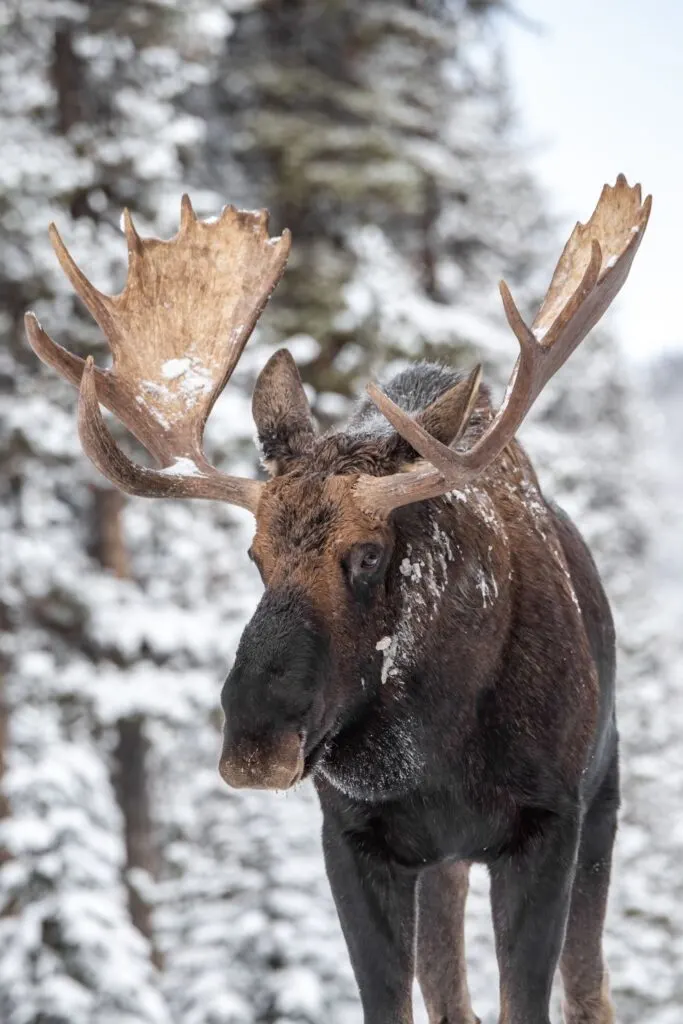 A moose in the snow in Alaska