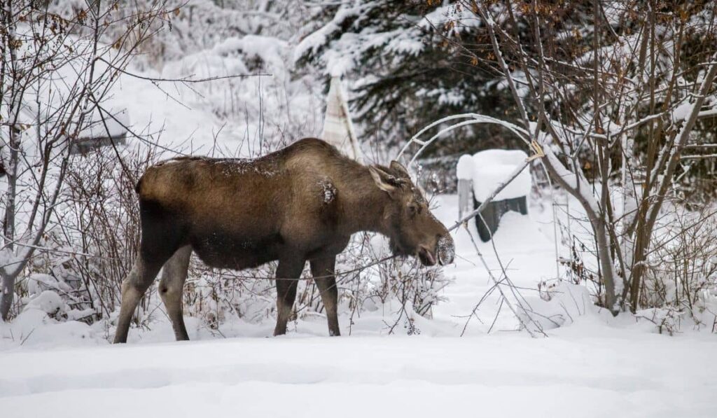 A moose in Anchorage, Alaska in the snow