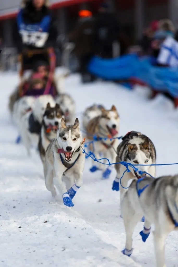 Alaskan dogs racing in the snow.