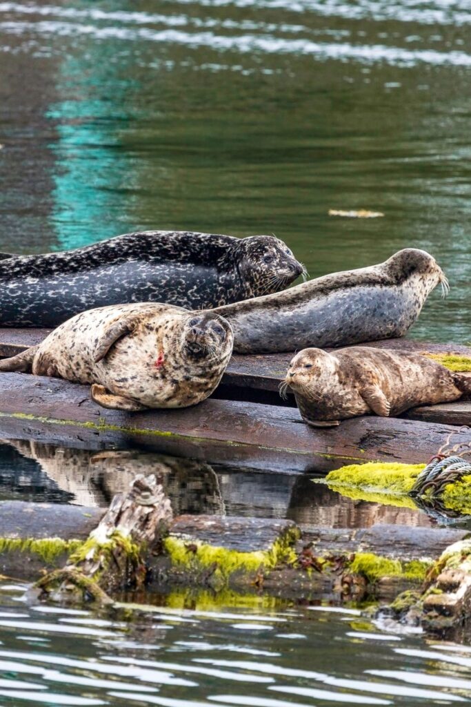 Harbor seals laying on logs on the water in Ketchikan
