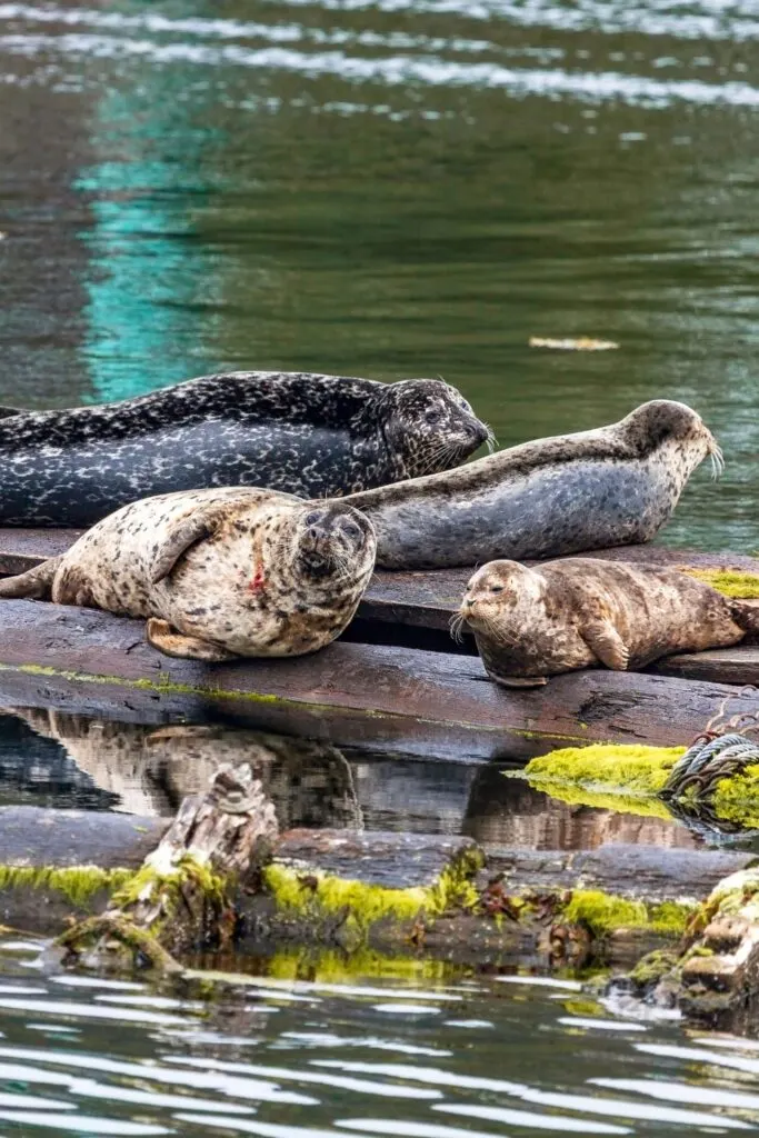 Harbor seals laying on logs on the water in Ketchikan