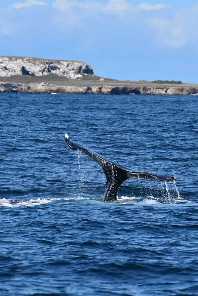Humpback whale near Marietas Islands