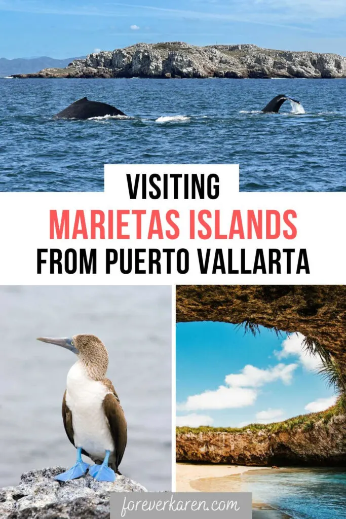 Humpback whales a blue-footed booby, and the Playa del Amor at Marietas Islands