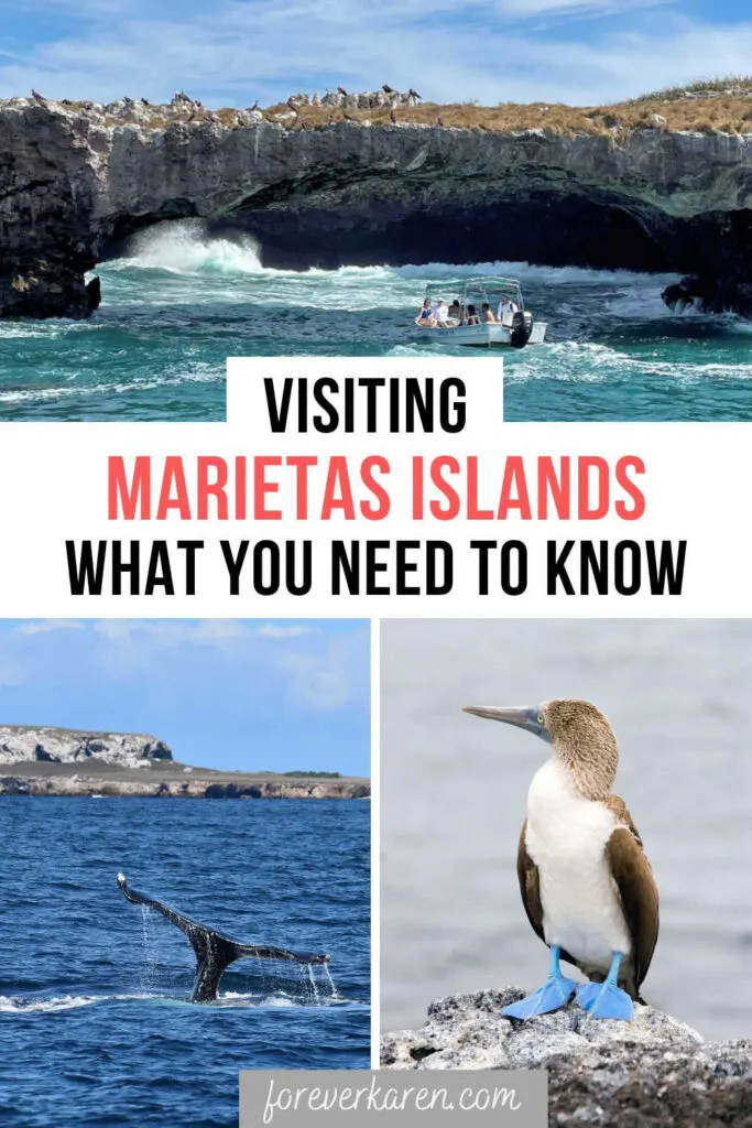 A humpback whale, blue-footed booby, and a small boat at Marietas Islands, Mexico
