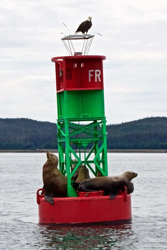 Sea lions and a bald eagle on a buoy near Juneau