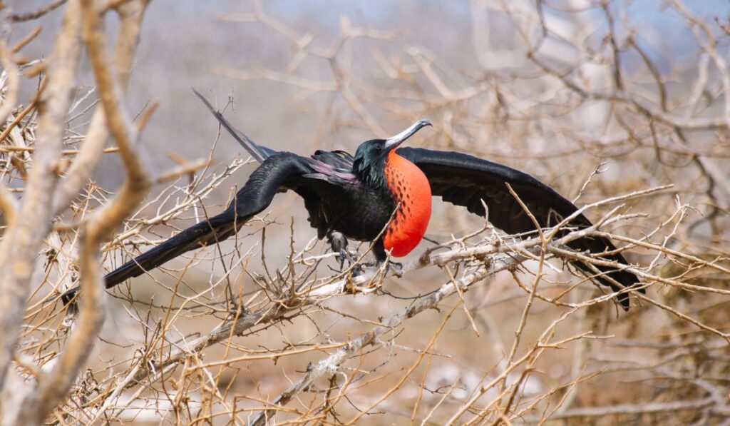 A Magnificent Frigate bird of the Galapagos