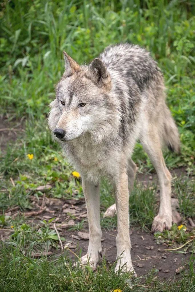 A Yamnuska wolfdog 