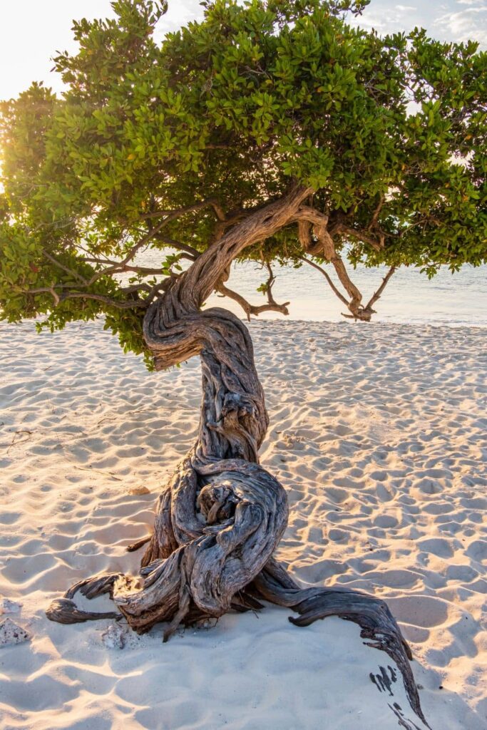 A divi divi tree on Eagle Beach