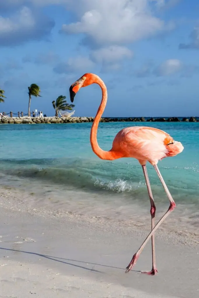 A flamingo in Aruba