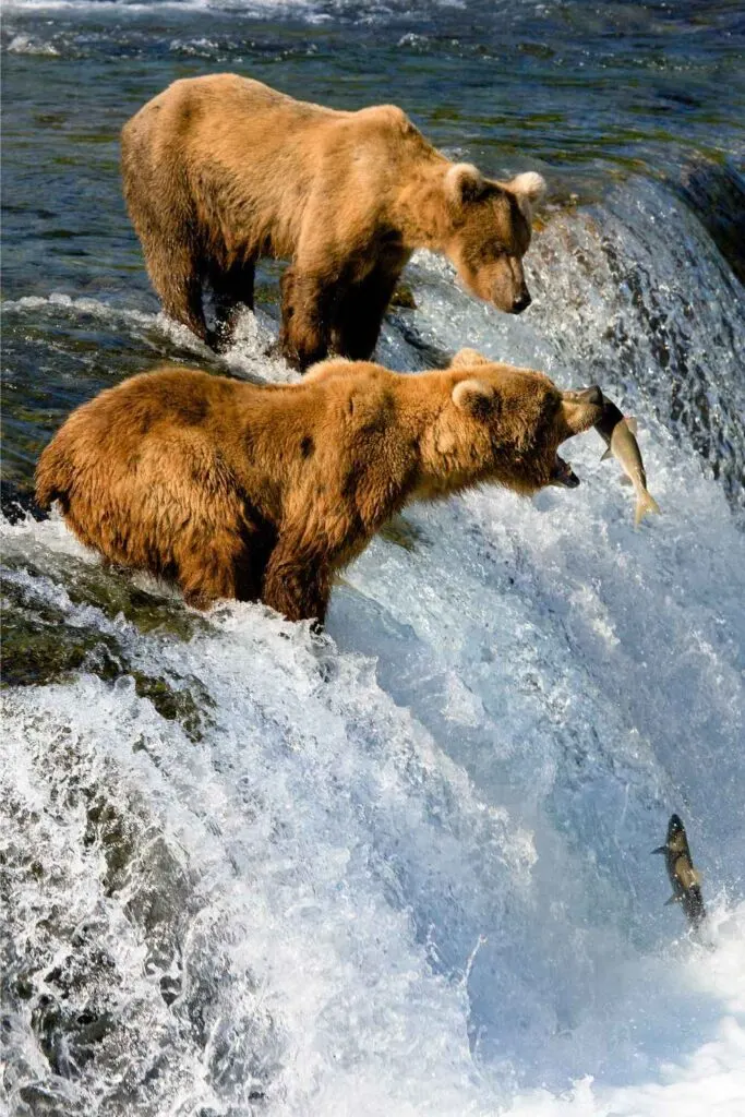 Bears fishing for salmon at Brook Falls, Alaska