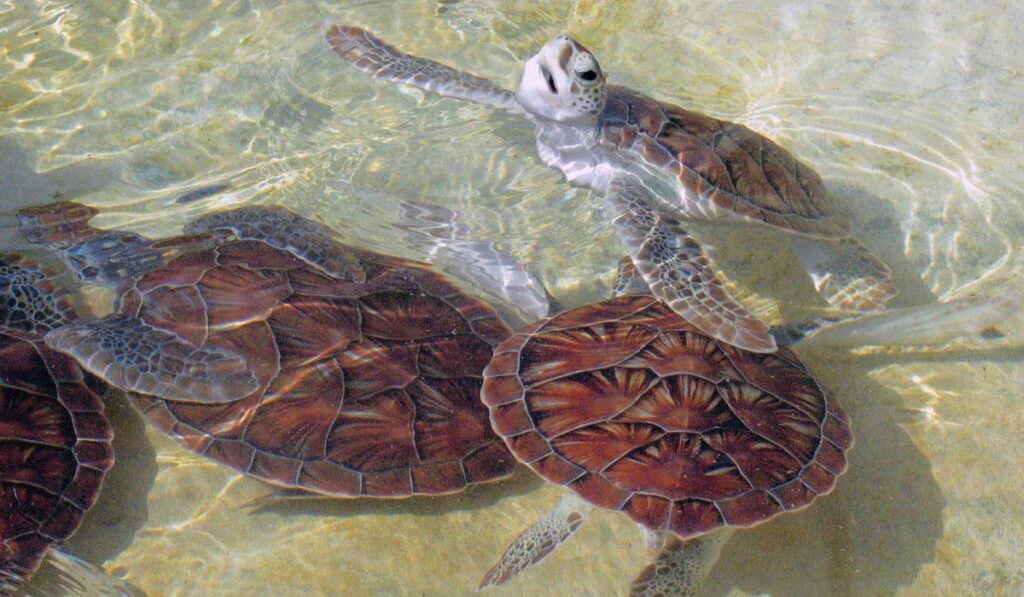 Baby turtles at the Cayman Turtle Centre