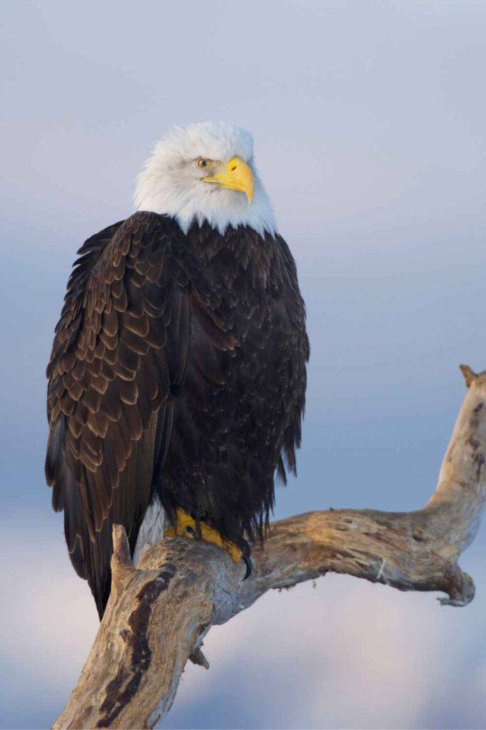 Bald eagle in a tree