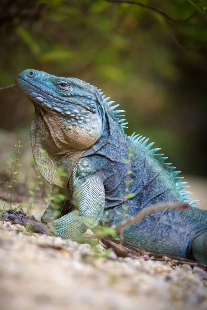 A Blue iguana