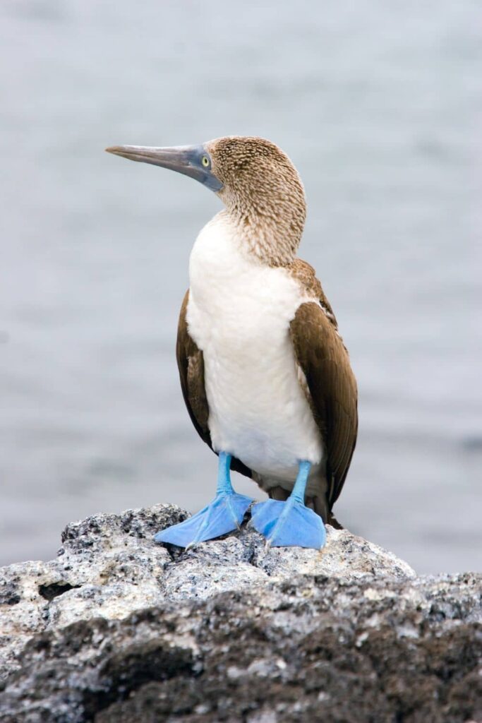 A Blue-footed Booby bird