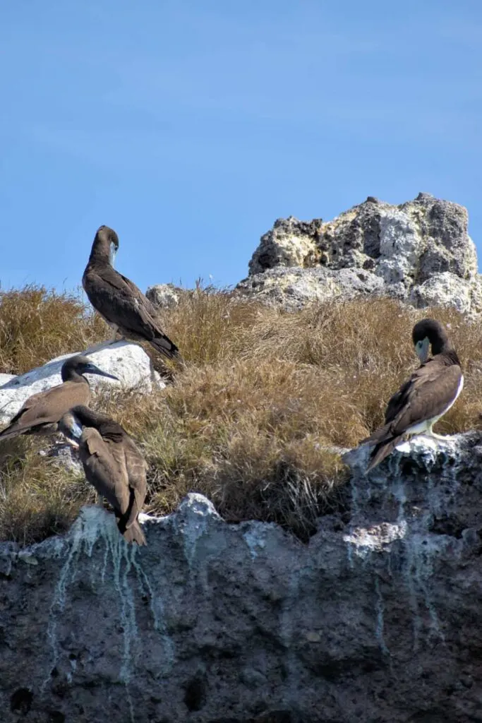 Booby birds on the rugged cliffs