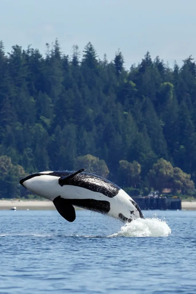 Breaching orca near Victoria, BC