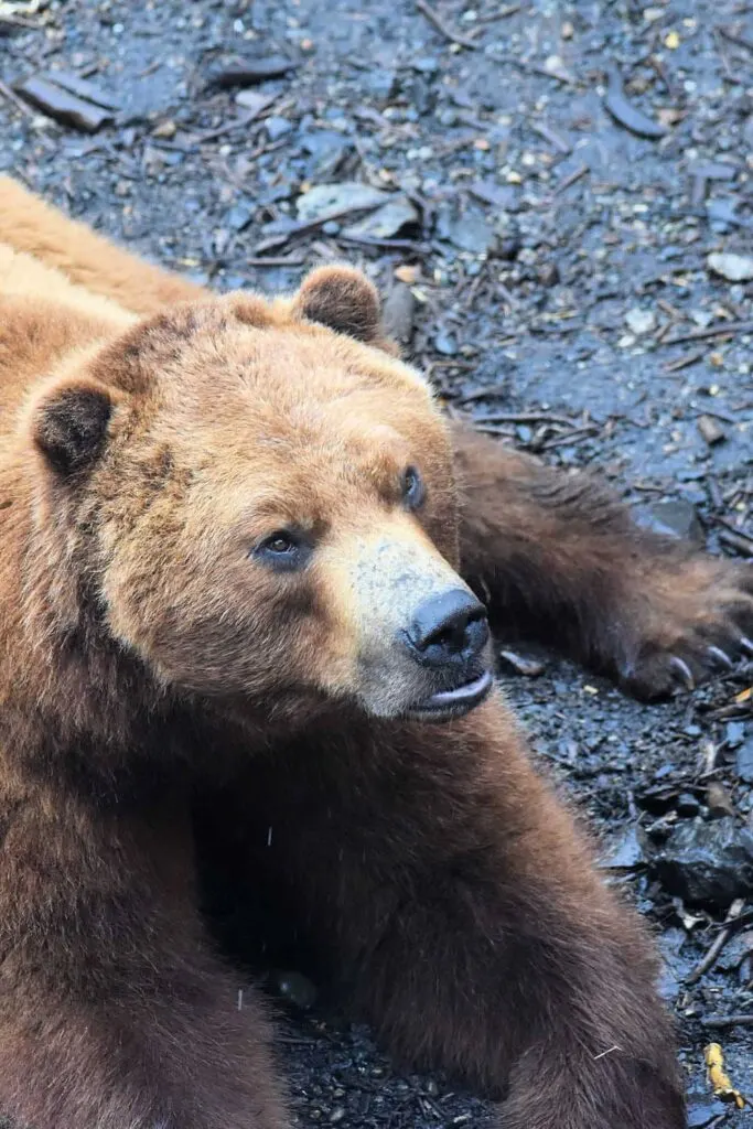 Coastal brown bear at Fortress for the Bear in Sitka